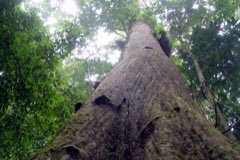 Neobalanocarpus heimii Chengal